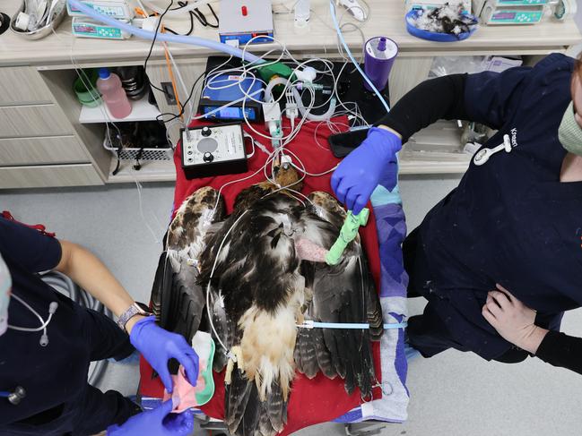 The eagle is placed under anaesthetic before the operation. Picture: Richard Dobson