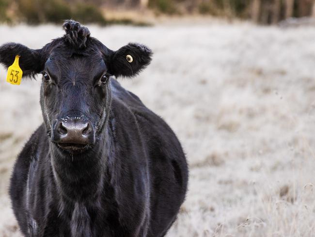 Central Victoria’s first big frost for the season at Lancefield. Pictured: Angus cattle with ice on their noses