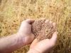 Lentil boom: Victorian plantings surge on the back of good prices