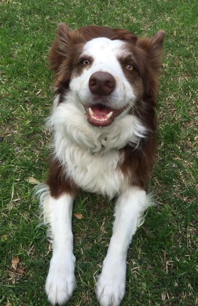 Eight-year-old Border Collie Rex was killed protecting his three pack members when they were attacked by dogs in their own yard at Lower Mount Walker, south west of Ipswich.