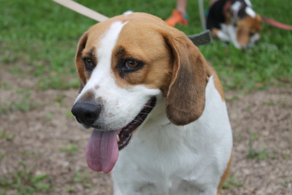 Beagles ready to strut their tails in a walk in Bay | The Courier Mail