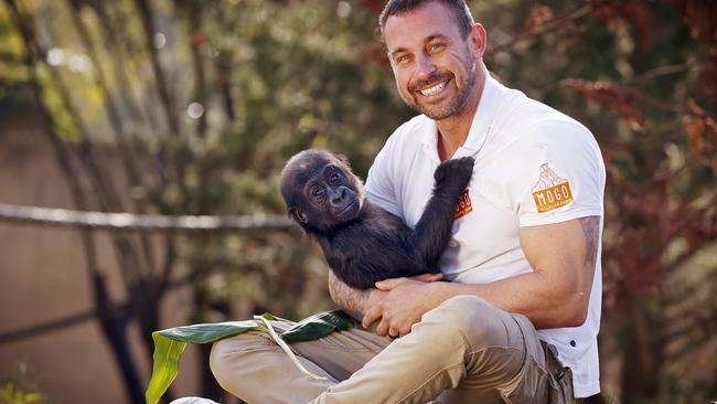Zookeeper Chad Staples is frantically trying to protect his zoos from rising floodwaters. Mr Staples with Kaius the gorilla when he was a bub. Picture: Sam Ruttyn
