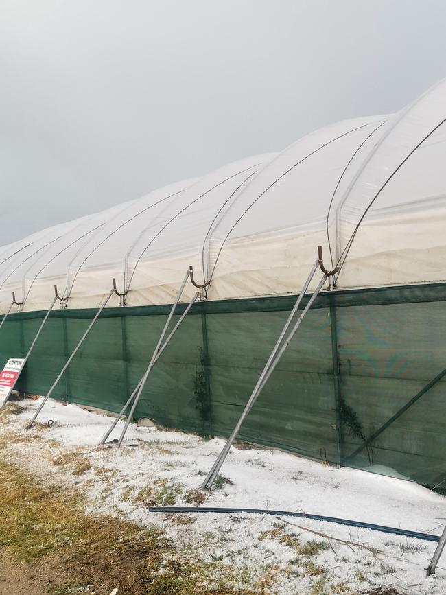 Strawberry tunnels at Eastern Colour. Photo: Eastern Colour / Contributed