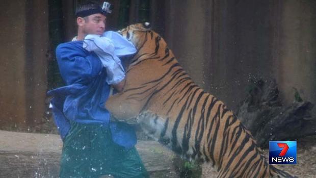 An Australia Zoo tiger handler was attacked during a show in 2013. Image: Seven News