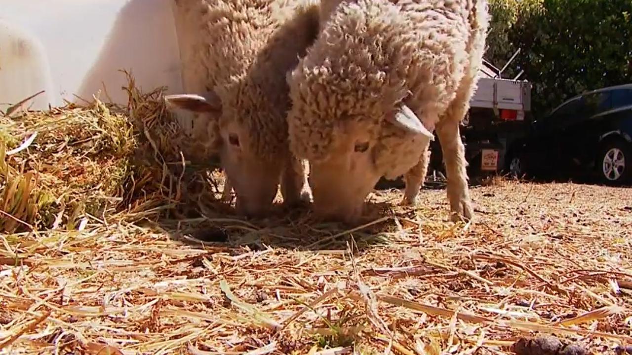 Mr Tofigh's sheep at his home in Kensington.