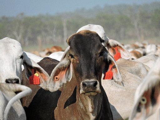 Live export tariffs will be eliminated under new rules, which came into effect on January 1. Picture: FILE