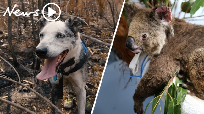 Bushfires: Meet Bear the koala rescue dog