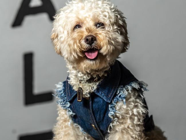 The life of a dog influencer: ‘It’s one party after another’