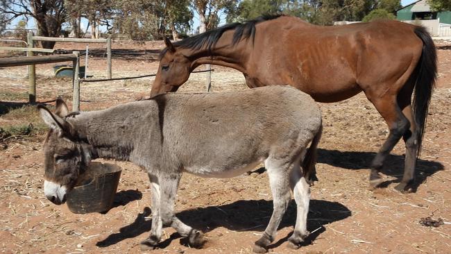 Eighteen-year-old thoroughbred gelding, Cory, and 10-year-old donkey, Thelma, have since made a full recovery. Picture: RSPCA