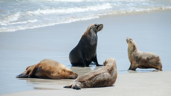 Australian sea lions at Seal Bay, on the south coast of Kangaroo Island.