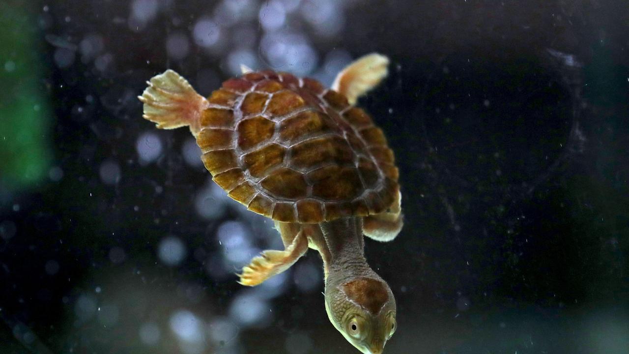 Nine Endangered Borneo River Turtles Hatch at Dresden Zoo - ZooBorns