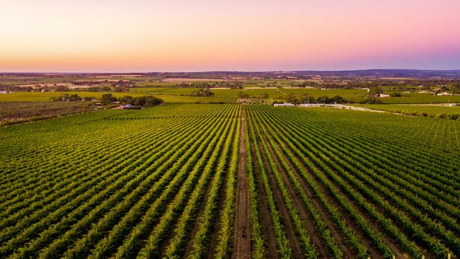 McLaren Vale. Photo Isaac Forman / Serio.com.au