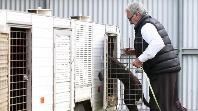 Greyhounds being loaded up at Maitland dogs just before the suspension was announced. Picture: Peter Lorimer.