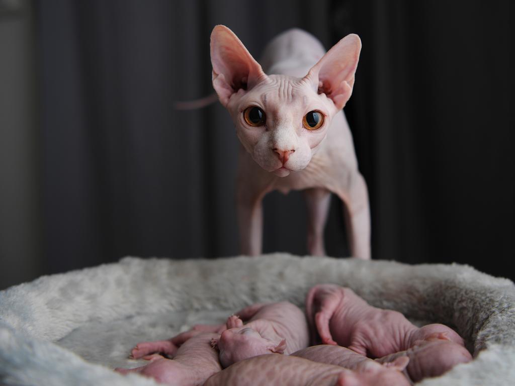 Sphynx store newborn kittens