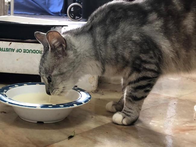 Elizabeth loves fresh milk. Picture: Lawrence Machado