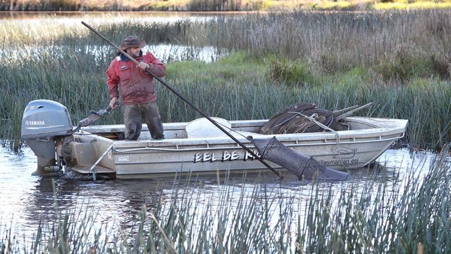 Commercial Eel Fisher Brad Finlayson of Tasmanian Eel Exporters harvests eels.