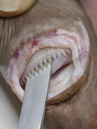 ABYSS, Cookie Cutter Shark, Picture: Rob Zugaro