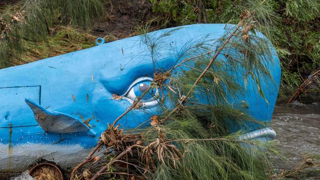 Brewery Whale found near Thebarton, after floating down the river. Picture: Ben Clark