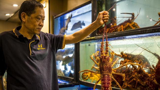 Fresh lobster at Golden Century Restaurant, Chinatown. Picture: Destination NSW