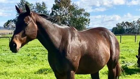 A relaxed Winx, at her secret hideaway in the Hunter Valley, is just weeks away from giving birth to her first foal. Picture: Supplied