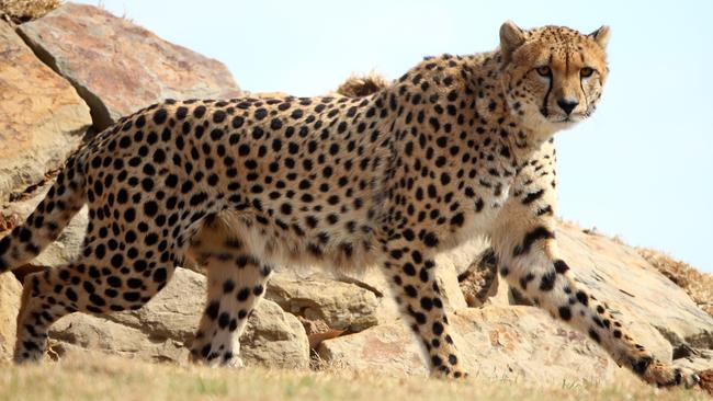 Two male cheetahs Akiki and Obi, are some of the newest arrivals at Sydney Zoo’s recently-completed Africa exhibit. Picture: Toby Zerna