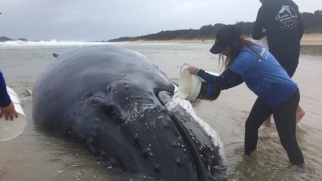 Rescuers try to keep the humpback whale safe at Sawtell Beach, south of Coffs Harbour. Picture: NSW Office of Environment and Heritage