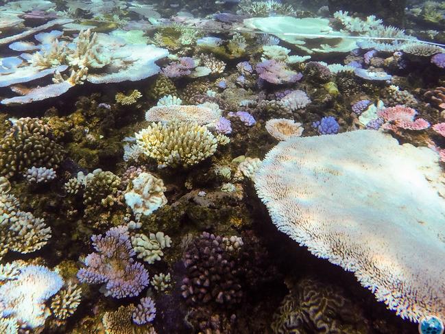 coral bleaching credit ARC centre of reel excellence