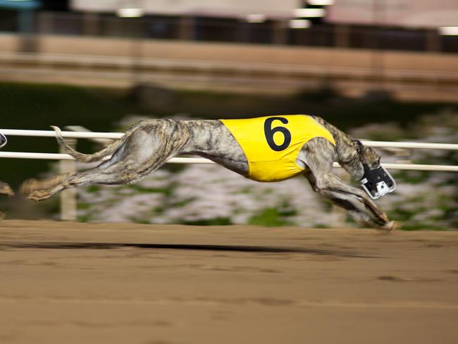 "Greyhounds at the race track in motion, the uniforms are traditional greyhound uniforms and hold no specific property to the track."