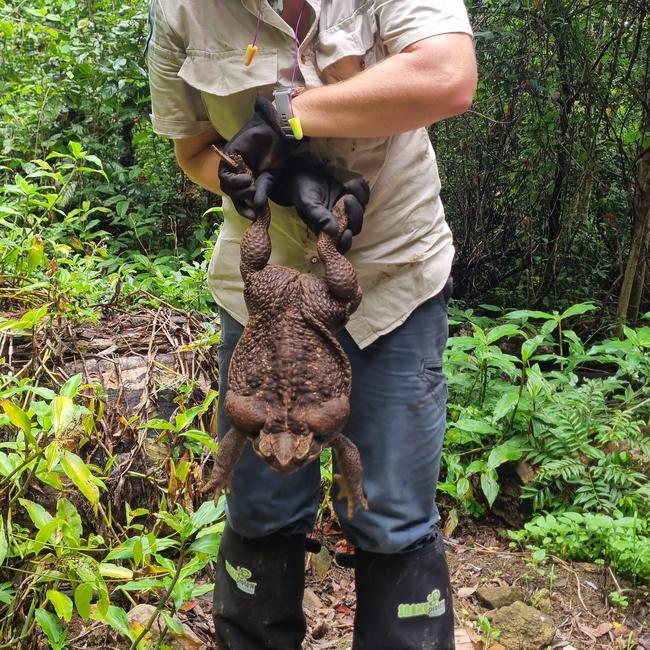 Giant cane toad found in Conway National Park in north Queensland weighs 2.7kg