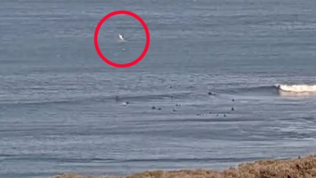 Moment a huge shark leaps from water at popular surfing spot, Winkipop ...