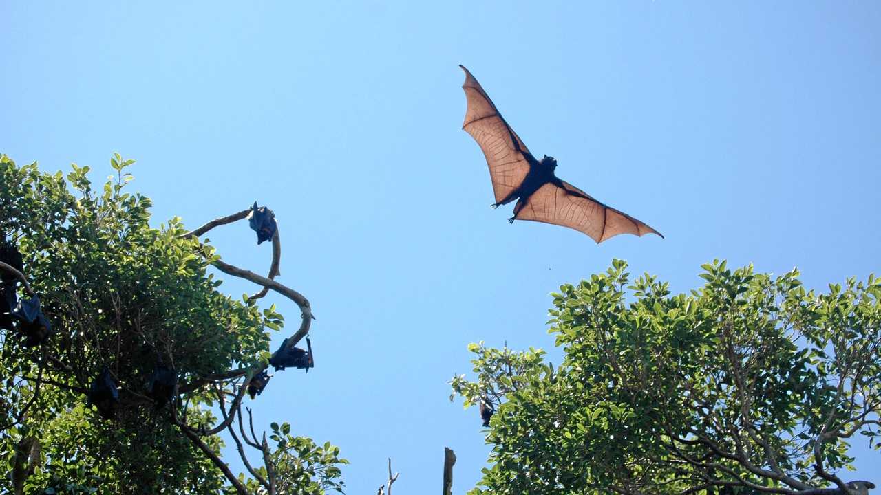 Noosa residents are fed up with flying foxes invading their residential space. Picture: Contributed