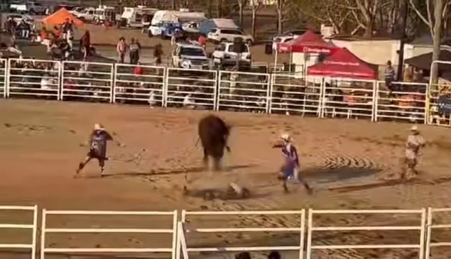 Horror moment bullfight gets tramped at CQ rodeo