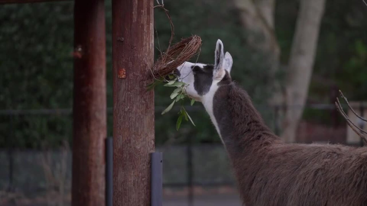 Zoo Animals Treated to Edible Wreaths for Christmas