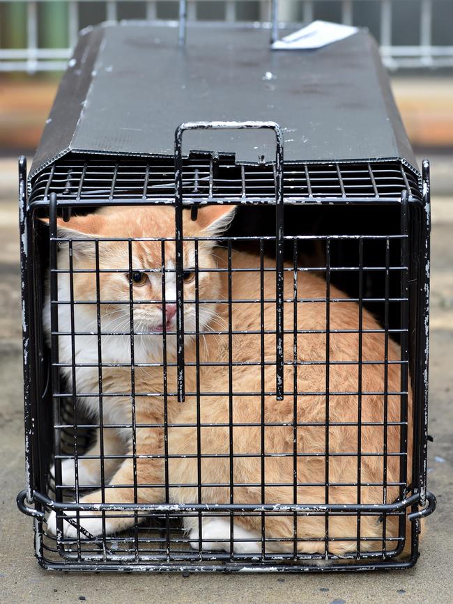 The Kingborough Council estimates there are about 2000 feral cats at large on Bruny Island. Picture: AAP