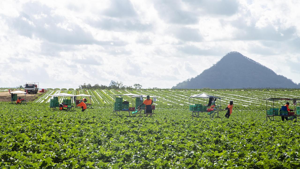 Backpackers picking strawberries. Australians have been shunning fruit picking word. Picture: Lachie Millard