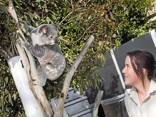 COUNCIL WILDLIFE CAMPAIGN: Poppy the koala enjoys a morning chat with wildlife carer Kiara Hill. Picture: Nev Madsen