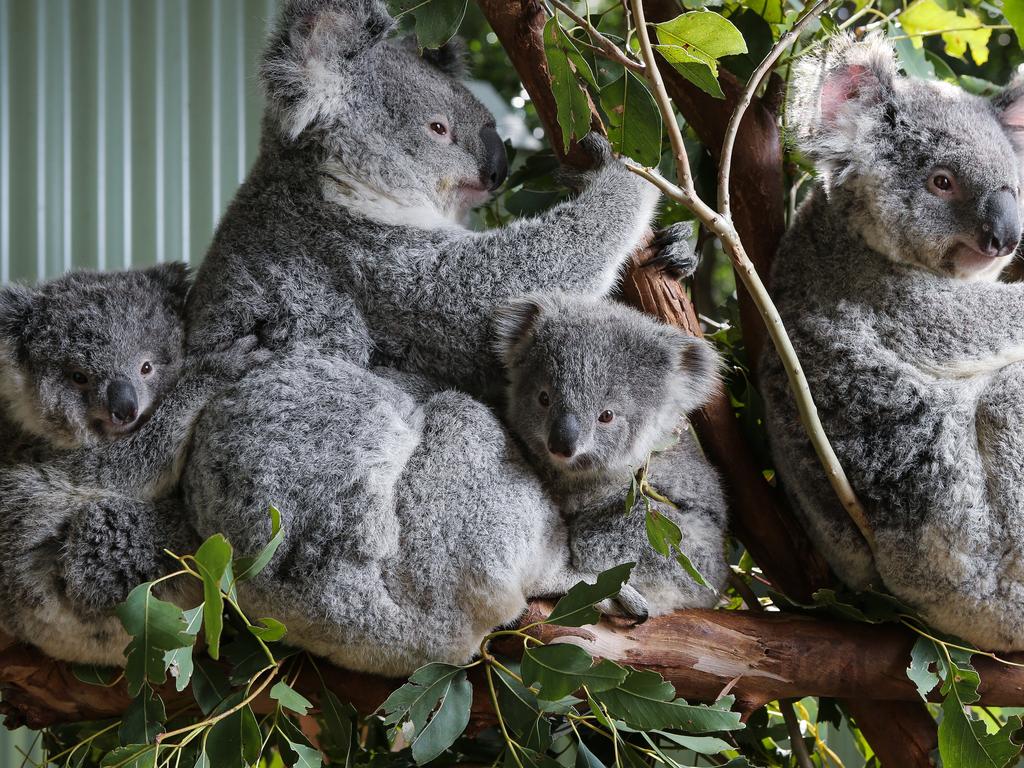 Koalas cuddling at the Featherdale Wildlife Park, Doonside. It’s the perfect place to stop on the way to the Blue Mountains. Picture: NCA NewsWire/Gaye Gerard