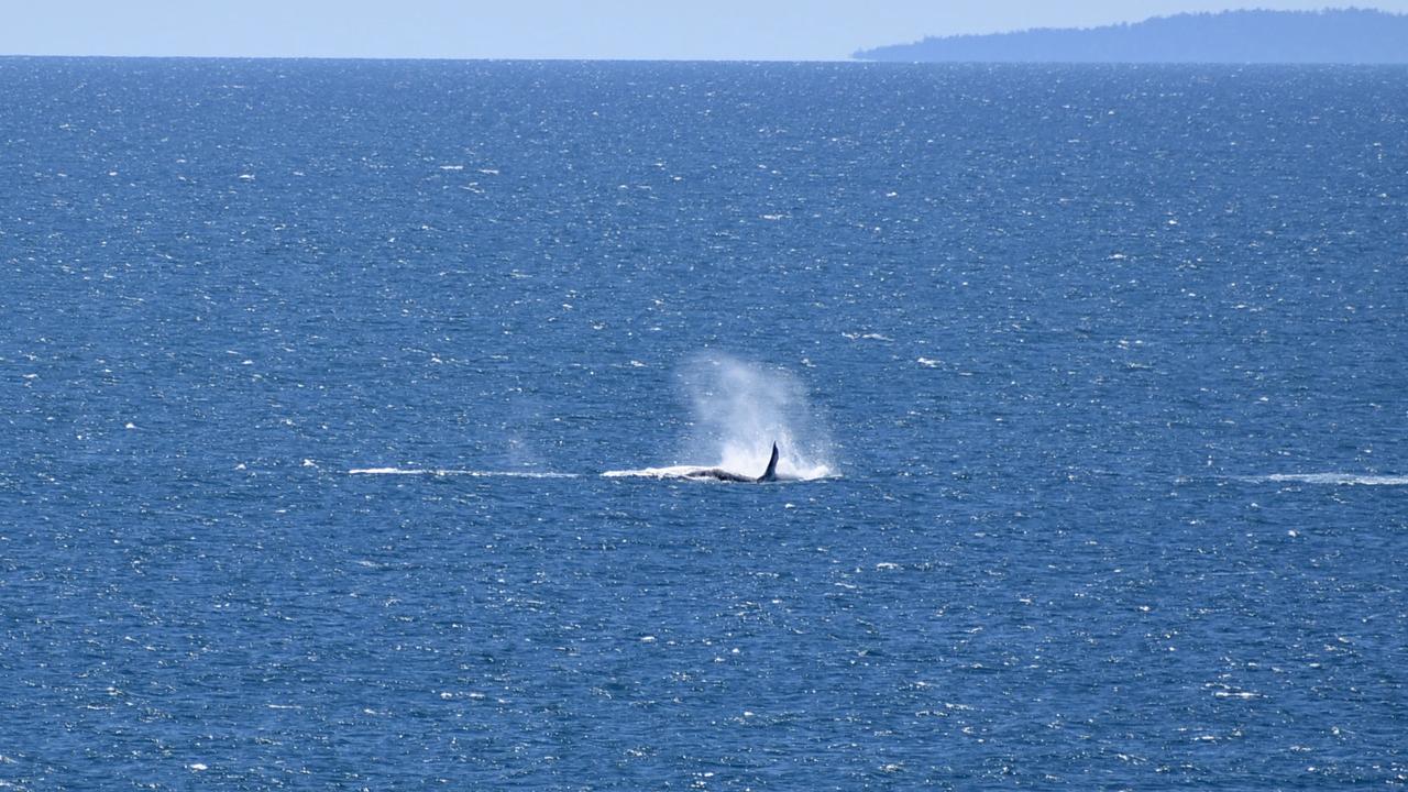 Whales breaching off the Mackay coast as they swam past Lamberts Lookout on Sunday. Picture: Rae Wilson