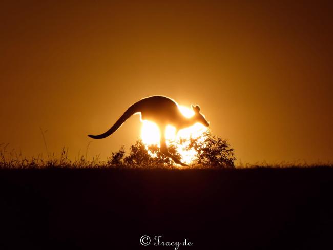 Kangaroo jumping for the sunset. Picture: Tracy De, Yarra Valley.
