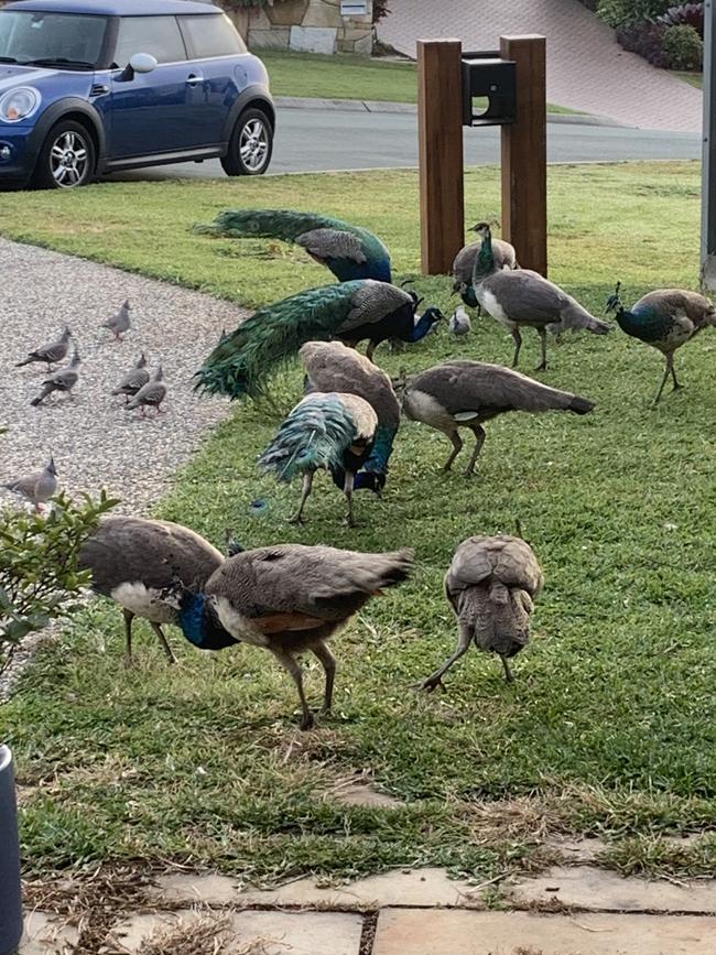 Peacocks in Mackenzie. Picture: Remko Bijker