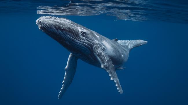 A young and curious humpback whale calf surfaces to breathe in the safe blue waters of Tonga. Picture: Fabrice Jaine