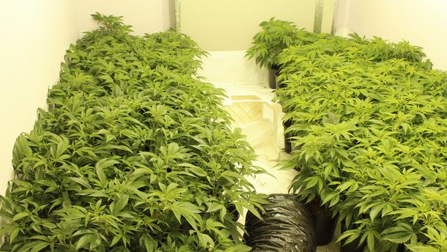 Police allegedly seized 436 cannabis plants from a property in Greville St, Chatswood. Supplied NSW Police