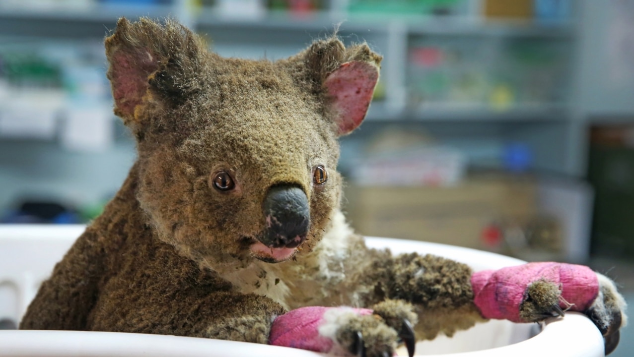 Bushfire crisis 'an ecological tragedy'