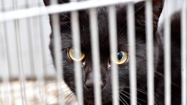 Feral cats trapped by Hornsby Shire Council rangers at Hornsby. Pic: AAP Image/Troy Snook