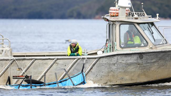 Pilot whale rescue operations continue on day five at Strahan. September 25, 2020. Picture: PATRICK GEE