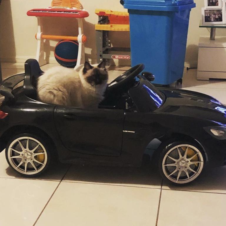 They see me rollin. Cleo our ragdoll cat. Picture: Michelle