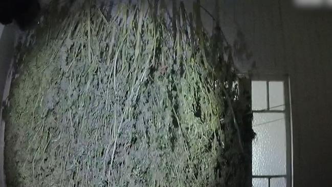 A major marijuana production and trafficking network in the Pioneer Valley has been smashed and more than $700,000 worth of drugs seized from a Marian property. Picture: QPS