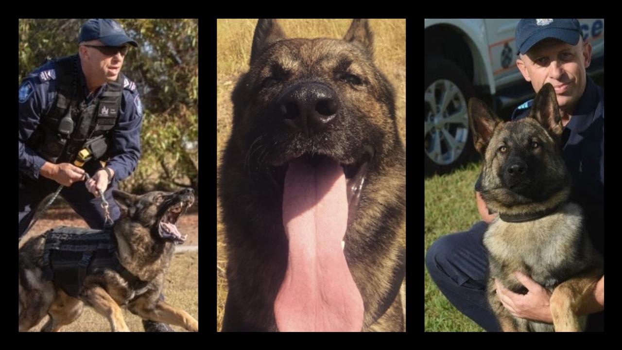 Police immediately transported Rambo to a nearby vet but sadly he could not be revived.