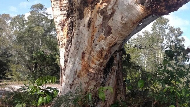 The Wallum development site at Brunswick Heads. Picture: Save Wallum