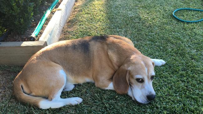 The Weekly Times Day of Dogs 2018 #dayofdogs18 Jaclyn Traianidis from Shepparton sent in a picture of Diesel, her 10-year-old beagle.